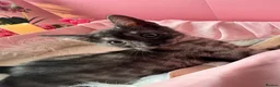 Egyptian Mau cats for sale: TICA Reg Egyptian MAU x Bengal x BSH unique coat in Southampton - Advert 17
