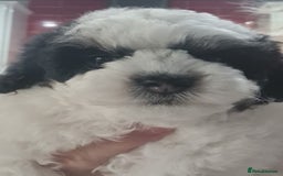 Poochon dogs for sale: Beautiful  poochons  - Image 3