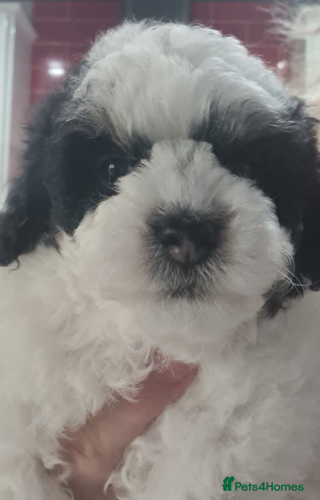 Poochon dogs for sale: Beautiful  poochons  - Image 3