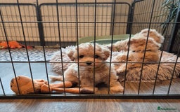 Maltipoo dogs for sale: F1 Maltipoo puppies 🐶 Just 2 girls remaining  - Advert 19