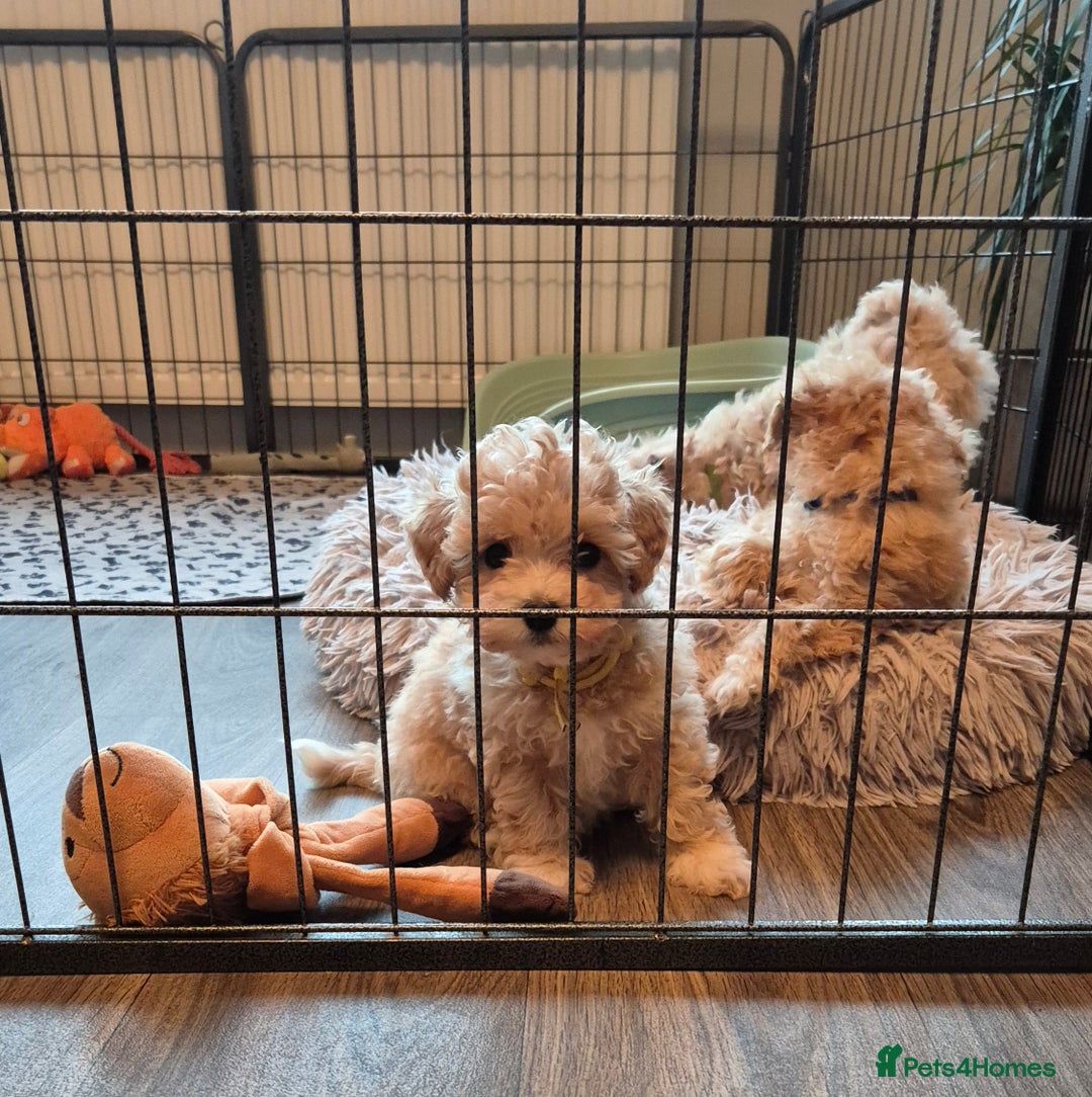 Maltipoo dogs for sale: F1 Maltipoo puppies 🐶 Just 2 girls remaining  - Advert 19