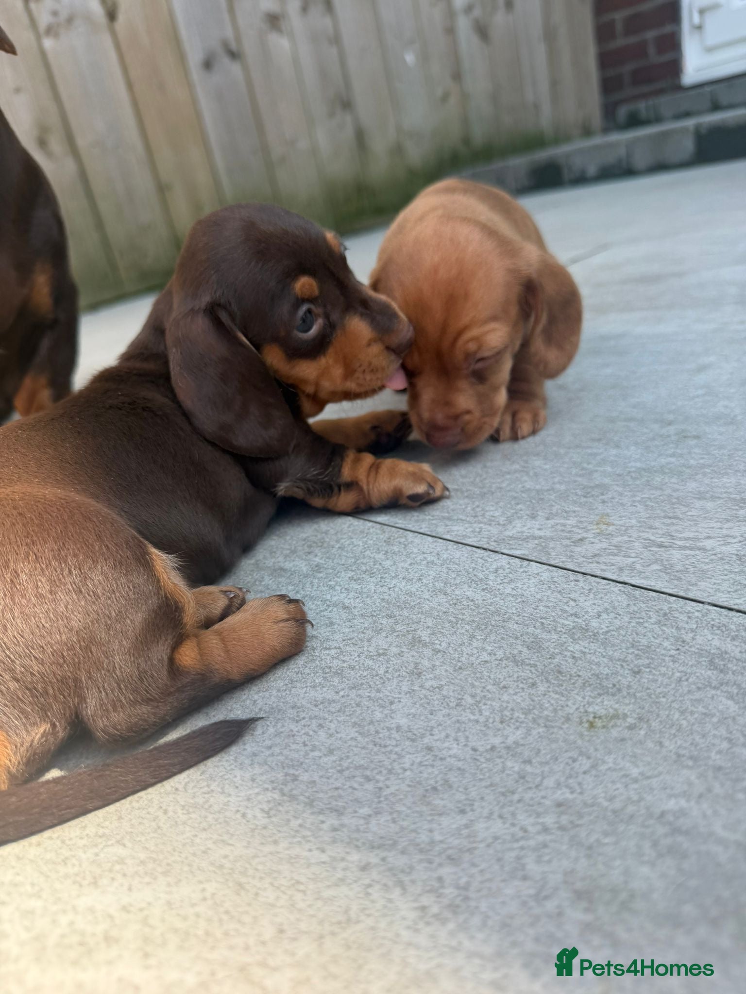 Dachshund dogs Beautiful litter of pedigree mini Dachshunds  - Advert 13
