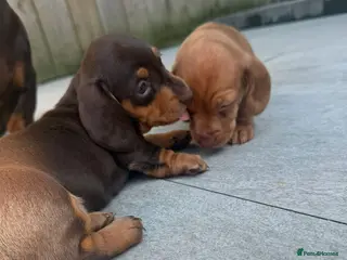 Dachshund dogs One brown and tan male left ready now - Advert 1