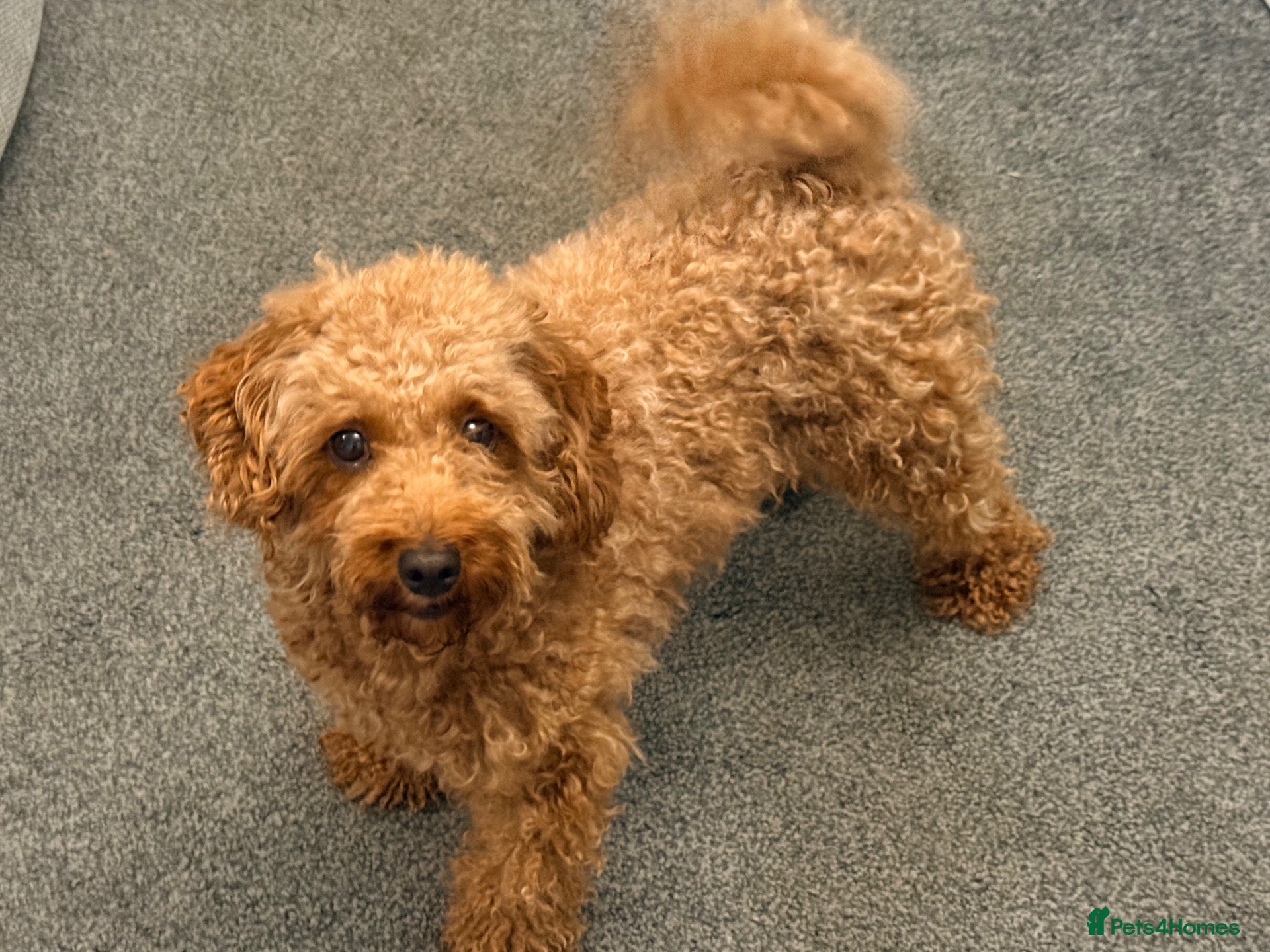 Cavapoo dogs Cavapoo girl  - Advert 2