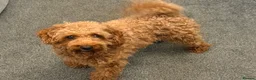 Cavapoo dogs for sale: Cavapoo girl  - Advert 1