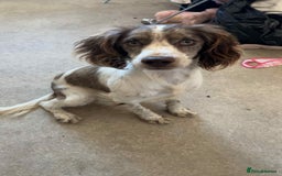 English Springer Spaniel dogs for sale: Buddy - Image 2