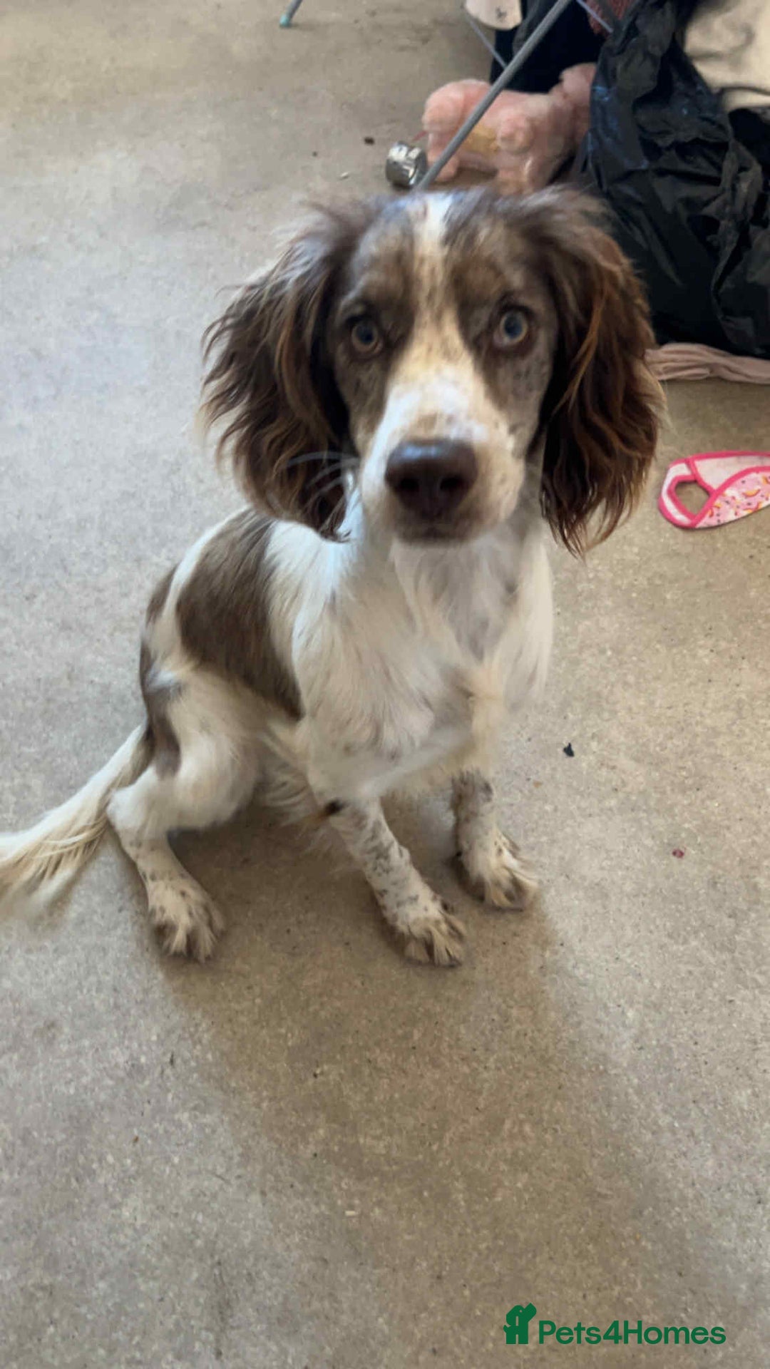 English Springer Spaniel dogs for sale: Buddy - Image 2