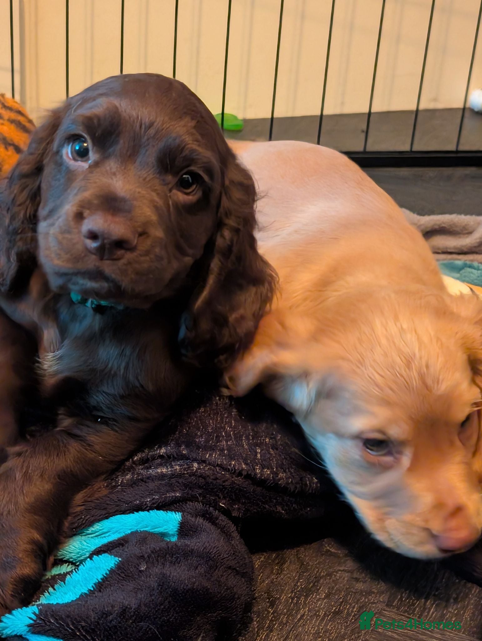Cocker Spaniel dogs Working cocker spaniel. **2 REMAINING** - Advert 2