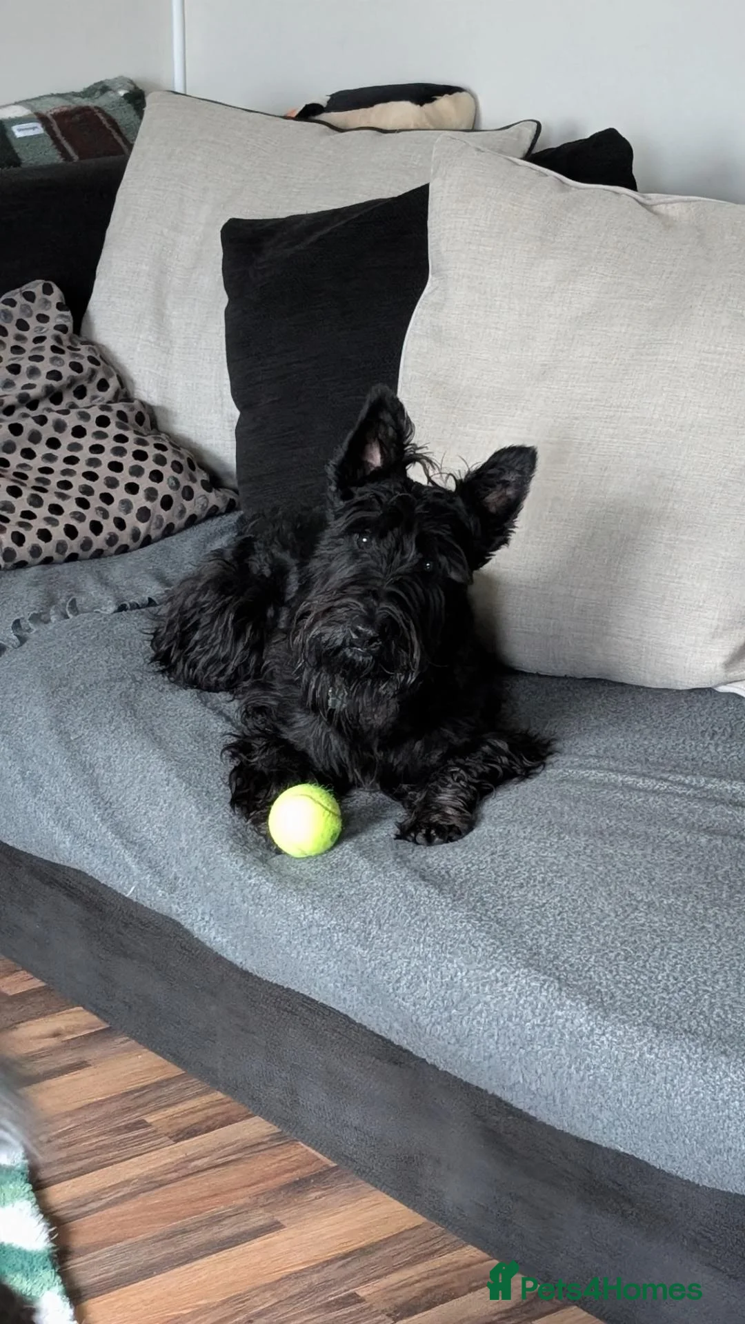 Scottish Terrier dogs for stud: 🐾 BONGO | SCOTTISH TERRIER AT STUD 🐾 in Cambridge - Advert 2