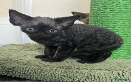Devon Rex cats for sale: Affectionate Devon Rex Boy available  in Ramsgate - Image 13