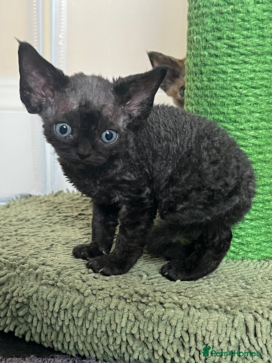 Devon Rex cats for sale: Affectionate Devon Rex Boy available  in Ramsgate - Image 13