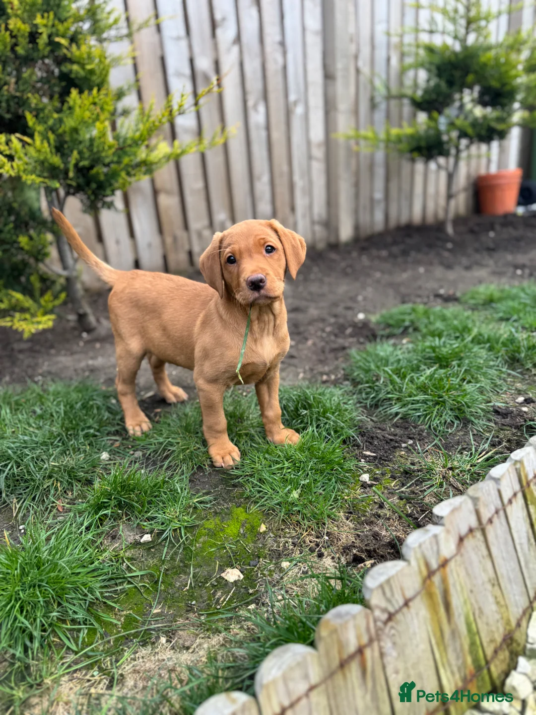 Labrador Retriever dogs for sale: Beautiful Red Fox Labrador puppy (female) RTG   - Advert 1
