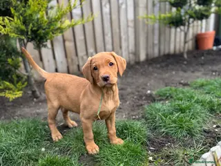 Labrador Retriever dogs Beautiful Red Fox Labrador puppy (female) RTG - Advert 2
