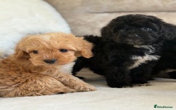 Cockapoo dogs for sale: F1 cockapoo puppies PRA TESTED - Image 17