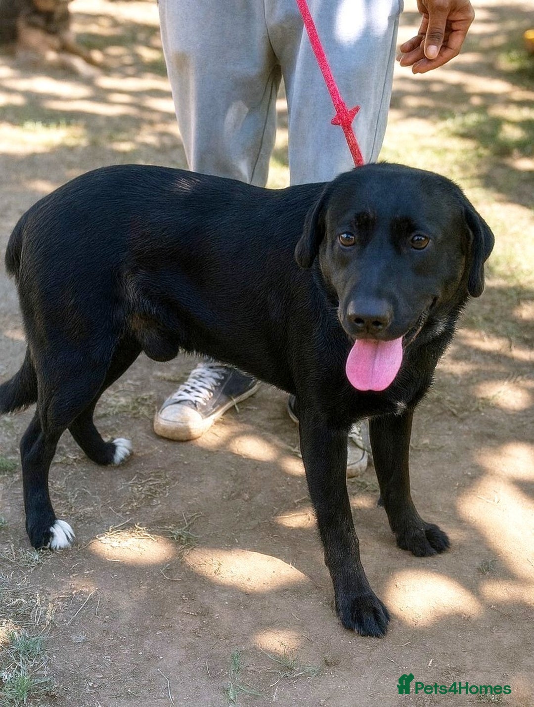 Mixed Breed dogs for adoption: 🐾Dougie – the gentlest Lab-mix longing for love❤️ - Advert 2