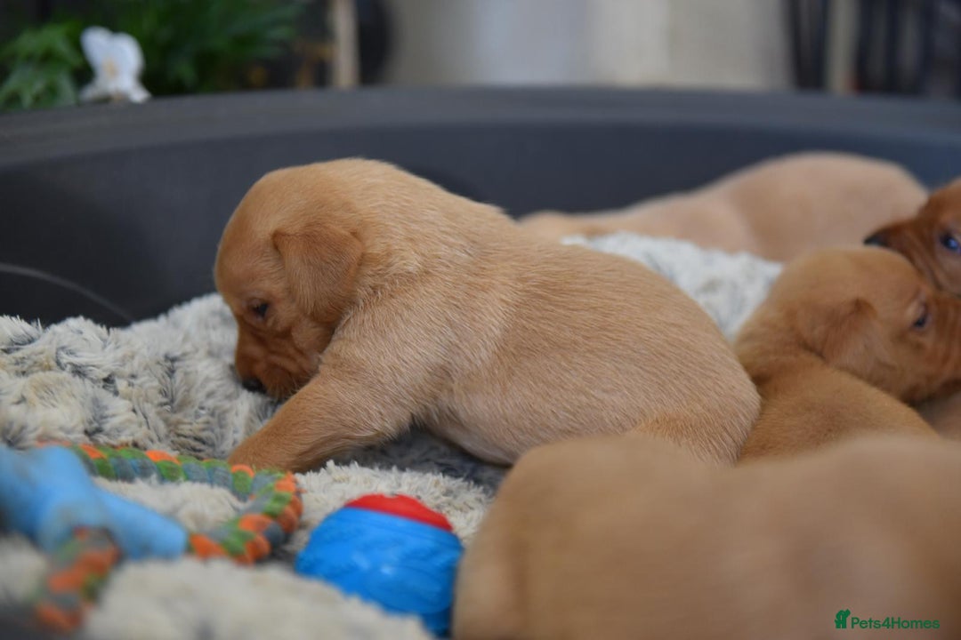 Labrador Retriever dogs for sale: Dark Red and Yellow KC reg DNA Clear Lab Puppies - Image 10
