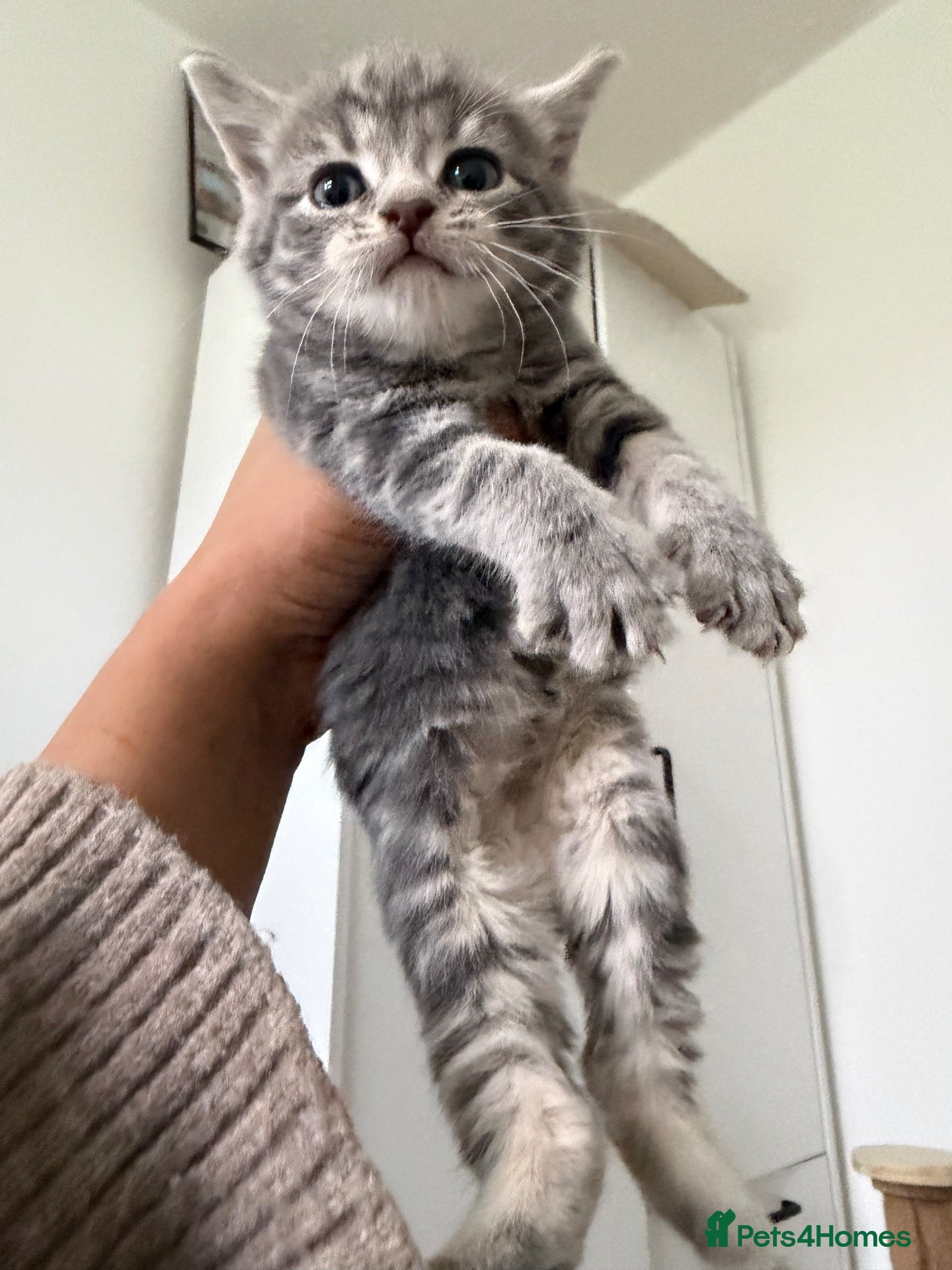 Mixed Breed cats Kittens  - Advert 18