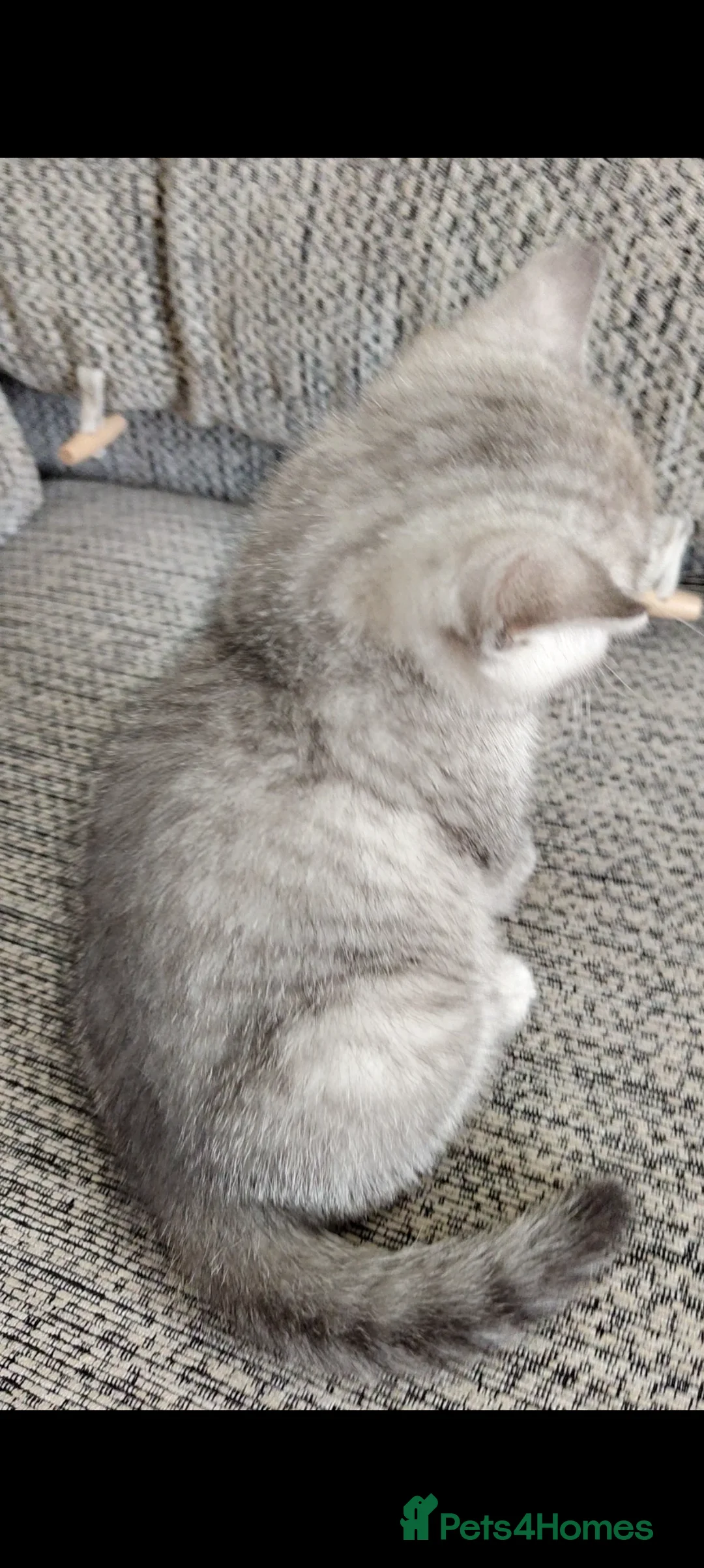 Scottish Fold cats for sale: Scottish fold kittens  in Gloucester - Advert 2