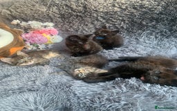 Norwegian Forest Cat cats for sale: GORGEOUS KITTENS READY FOR NEW HOMES SUNDAY in Birmingham - Image 2