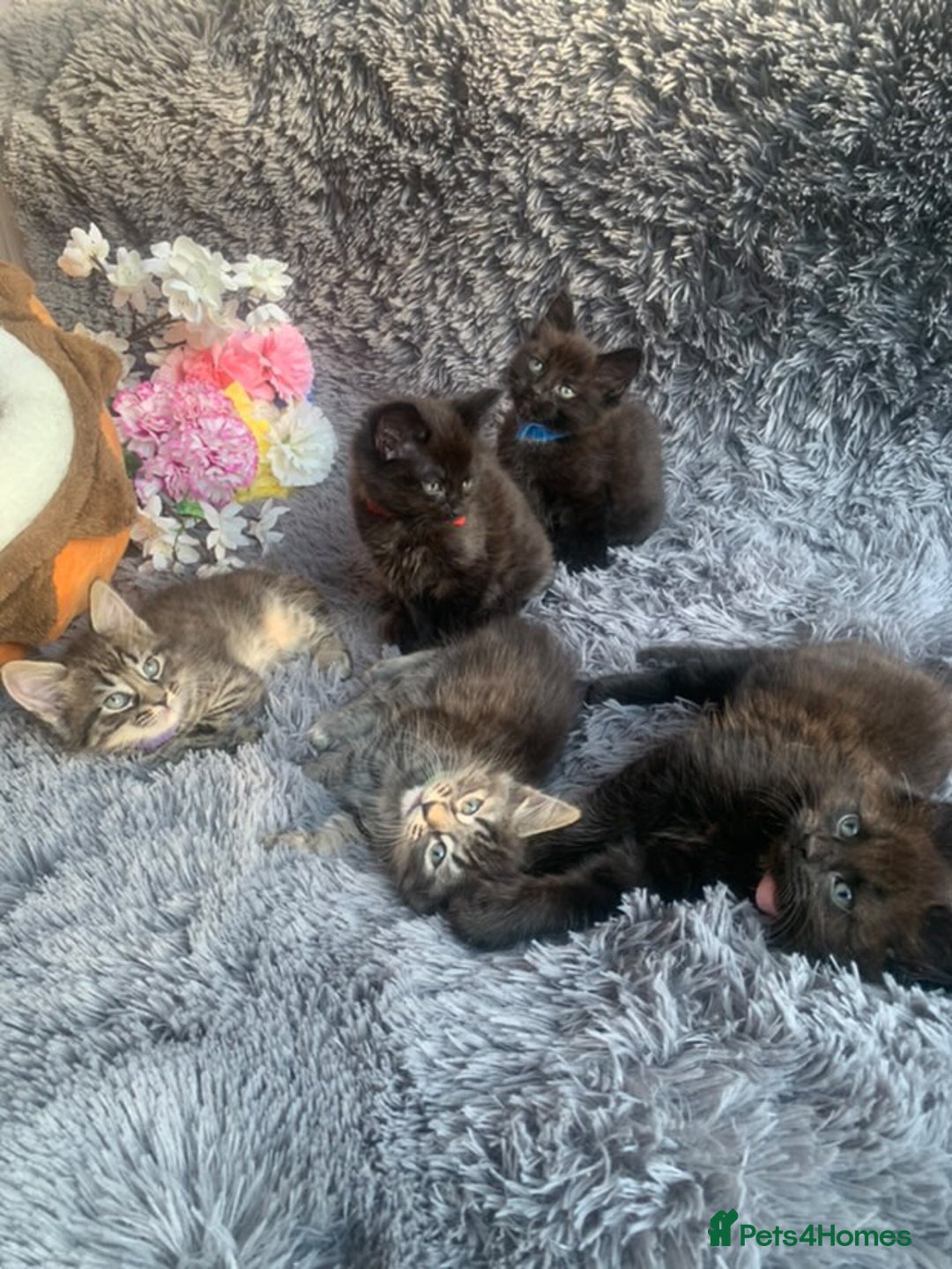 Norwegian Forest Cat cats for sale: GORGEOUS KITTENS READY FOR NEW HOMES SUNDAY in Birmingham - Image 2