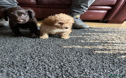 Cockapoo dogs for sale: Reduced F3 Cockapoo READY to leave 21st July  - Image 25