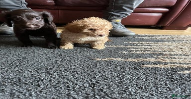 Cockapoo dogs - Advert 9