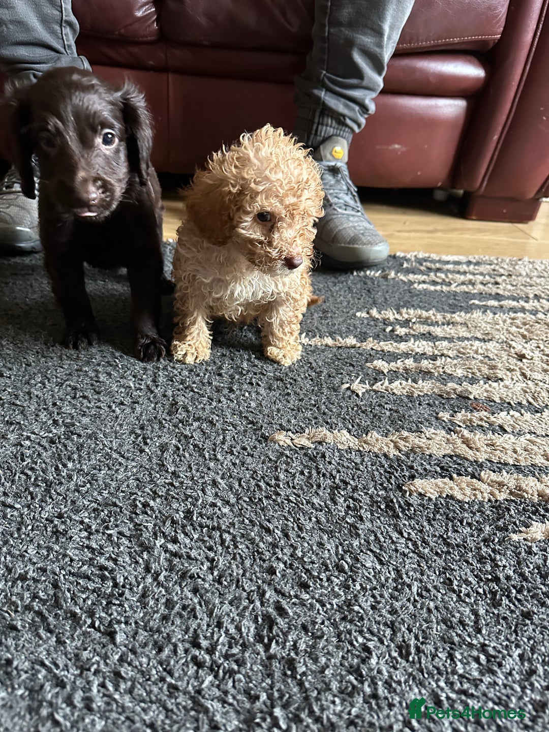 Cockapoo dogs for sale: Reduced F3 Cockapoo READY to leave 21st July  - Image 25