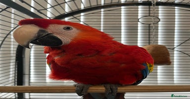 Macaws birds - Advert 1
