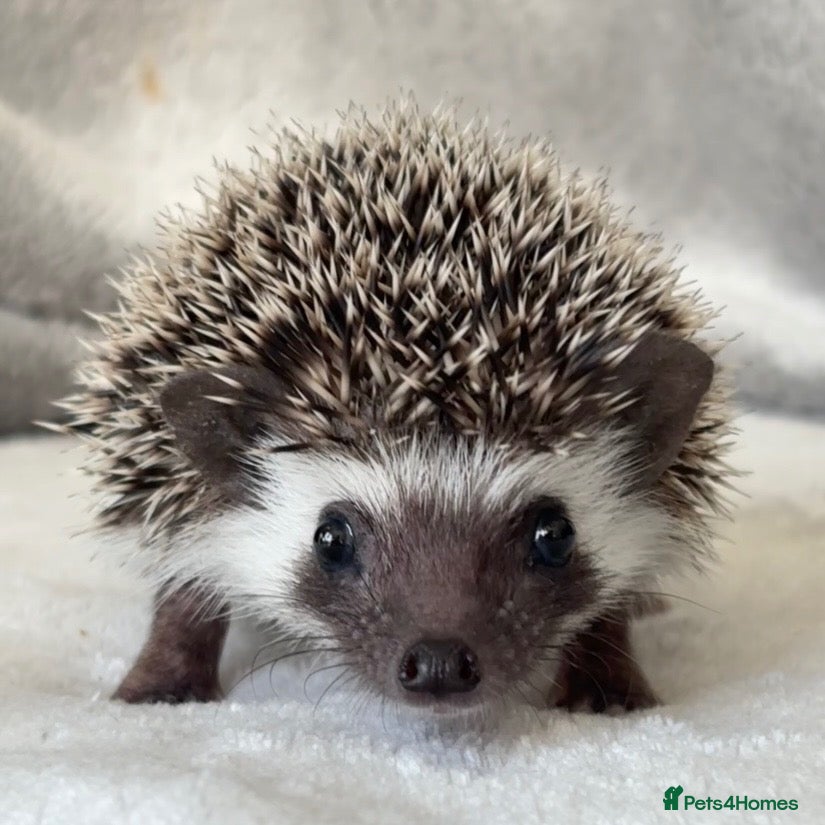 Pygmy Hedgehog rodents African Pygmy Hedgehog Ethically Bred  - Advert 19