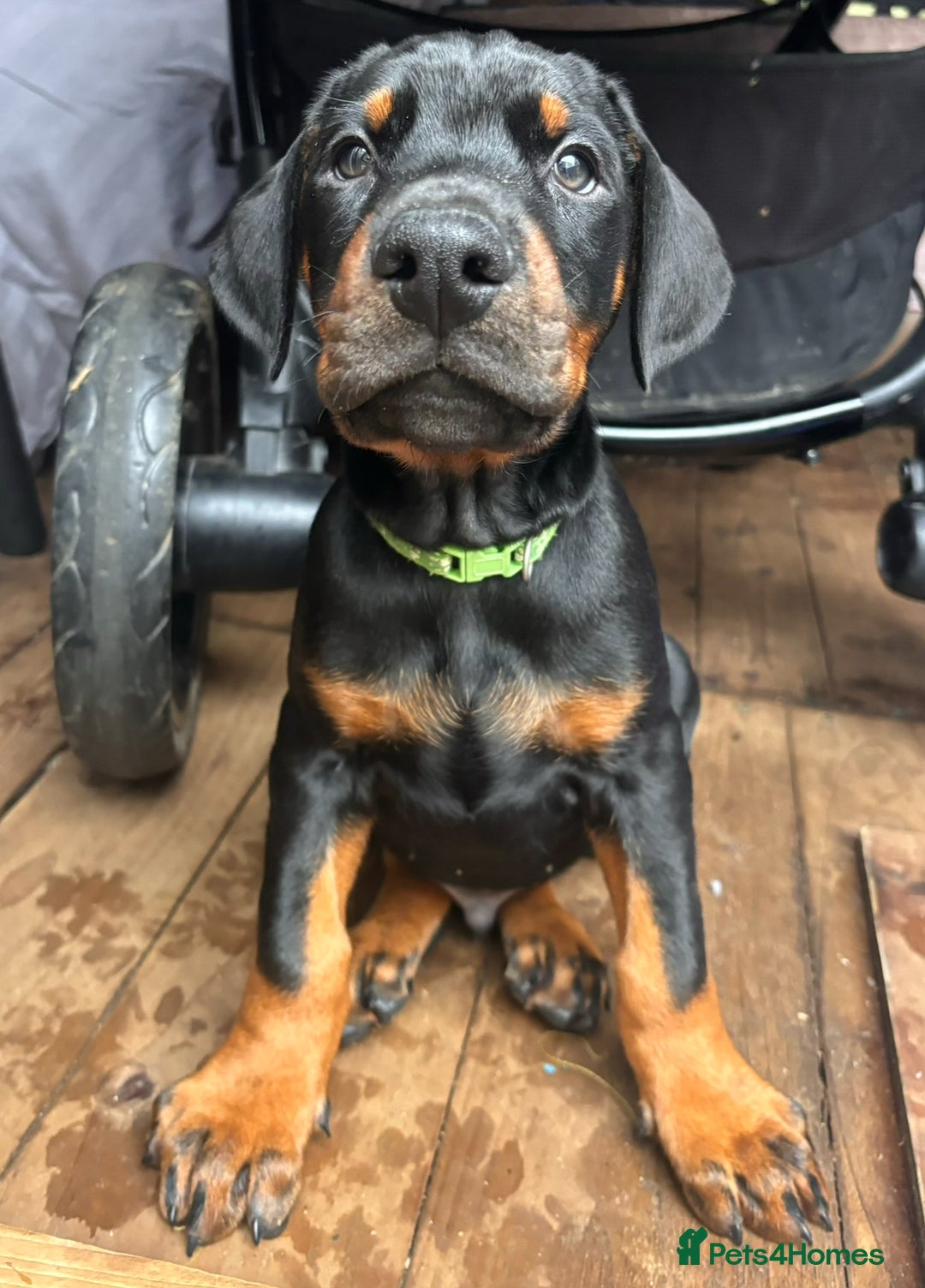 Dobermann dogs for sale: ⭐️ Pregnancy confirmed FULL EUROPEAN DOBERMANN ⭐️ - Image 26