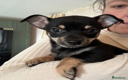 Chihuahua dogs for sale: 2 male puppies Ready to go  - Image 11