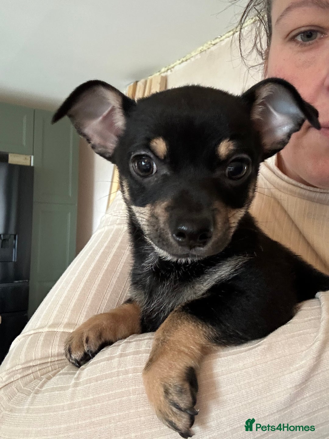 Chihuahua dogs for sale: 2 male puppies Ready to go  - Image 11