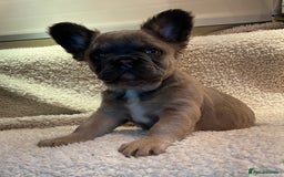 French Bulldog dogs for sale: Beautiful Fluffy Frenchie Pups - Advert 8