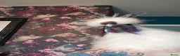 Chickens poultry for sale: 4 gorgeous silkie cockerels! - Advert 5