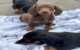 Miniature Dachshund dogs for sale: Mini dachshund smooth 1 choc&tan boy available  - Image 32