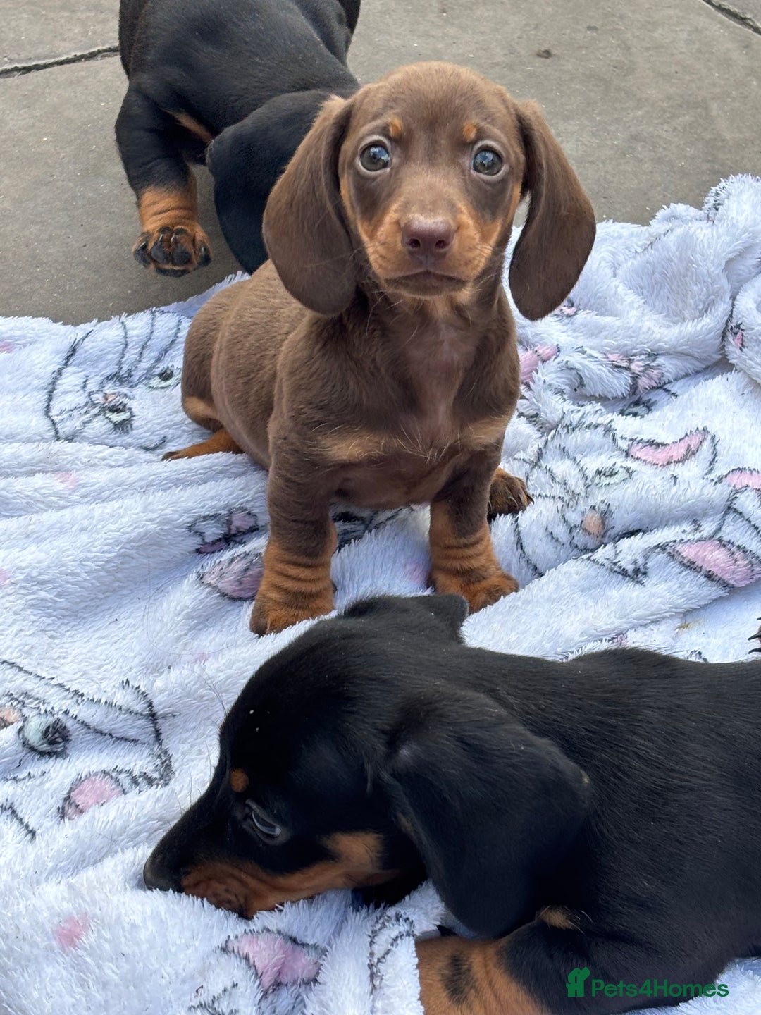 Miniature Dachshund dogs for sale: Mini dachshund smooth 1 choc&tan boy available  - Image 32