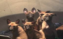 Belgian Shepherd Dog dogs for sale: Belgian shepherd pups REDUCED,! - Image 1