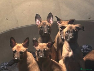 Belgian Shepherd Dog dogs - Advert 9