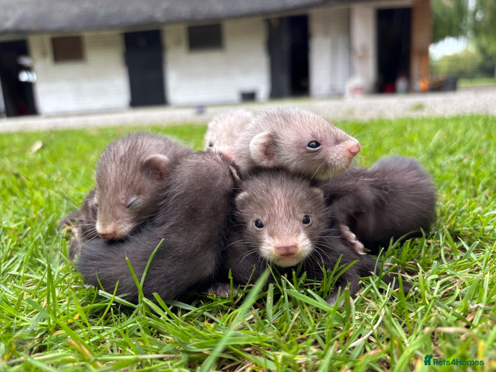 Ferret rodents Beautiful silver X polecat kits - Advert 1