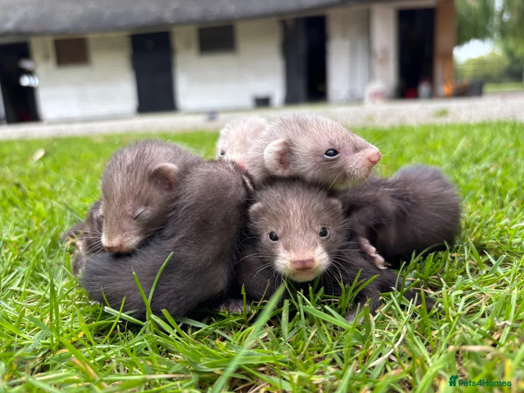 Ferret rodents for sale: Beautiful silver X polecat kits - Advert 1
