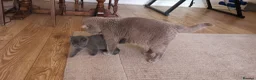 British Shorthair cats for sale: British shorthair kittens are ready for 5* homes  - Advert 6
