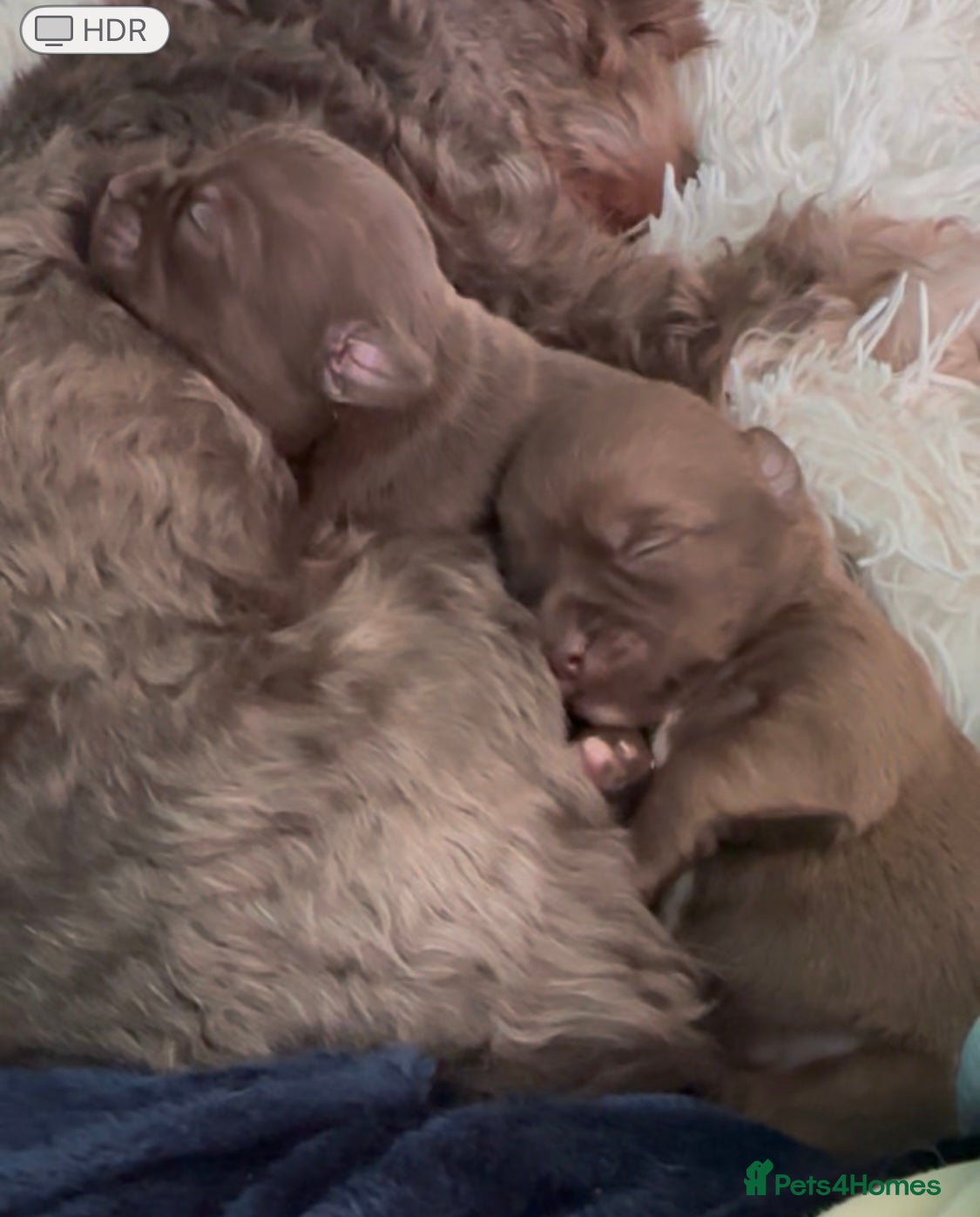 Chihuahua dogs X2 Gorgeous Chihuahua little ladies - Advert 8