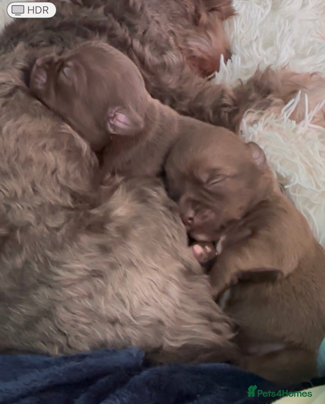 Chihuahua dogs for sale: X2 Gorgeous Chihuahua little ladies - Advert 8