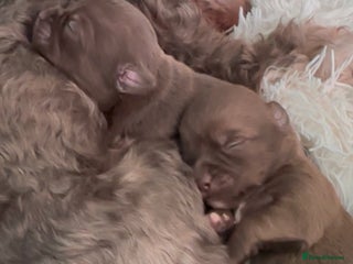 Chihuahua dogs X2 Gorgeous Chihuahua little ladies - Advert 8