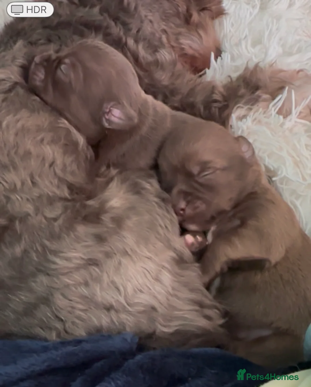 Chihuahua dogs for sale: X2 Gorgeous Chihuahua little ladies - Advert 2