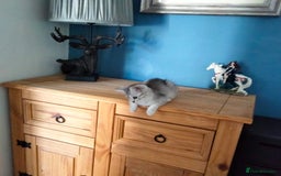 British Shorthair cats for sale: Now Ready to leave! Cute Little British Shorthair - Image 10