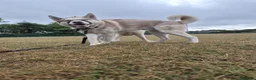 Siberian Husky dogs for sale: Male Siberian Husky - Advert 3