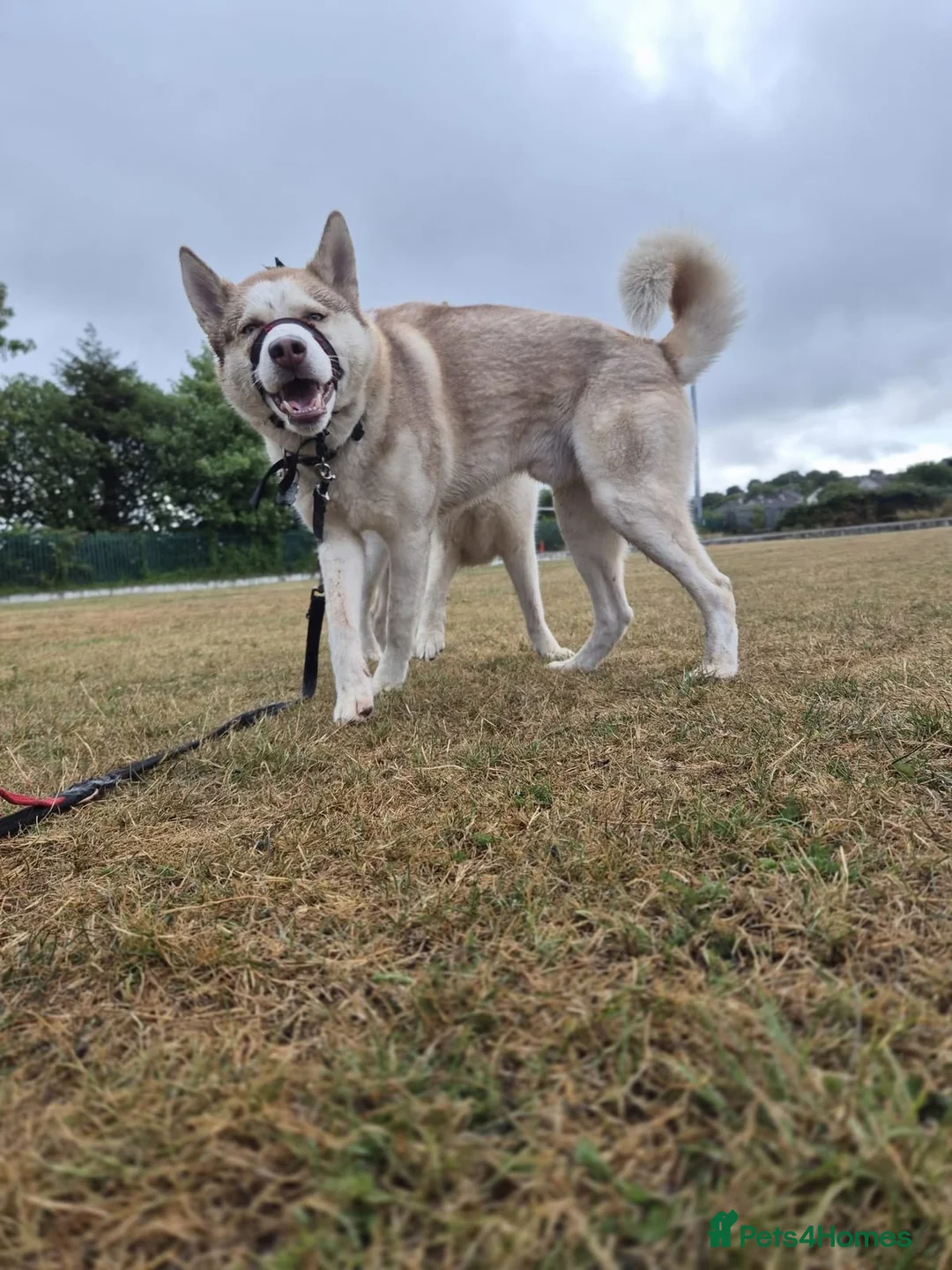 Siberian Husky dogs for sale: Male Siberian Husky - Advert 3
