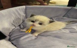 Ragdoll cats for sale: Three beautiful blue ragdoll kittens  - Image 12