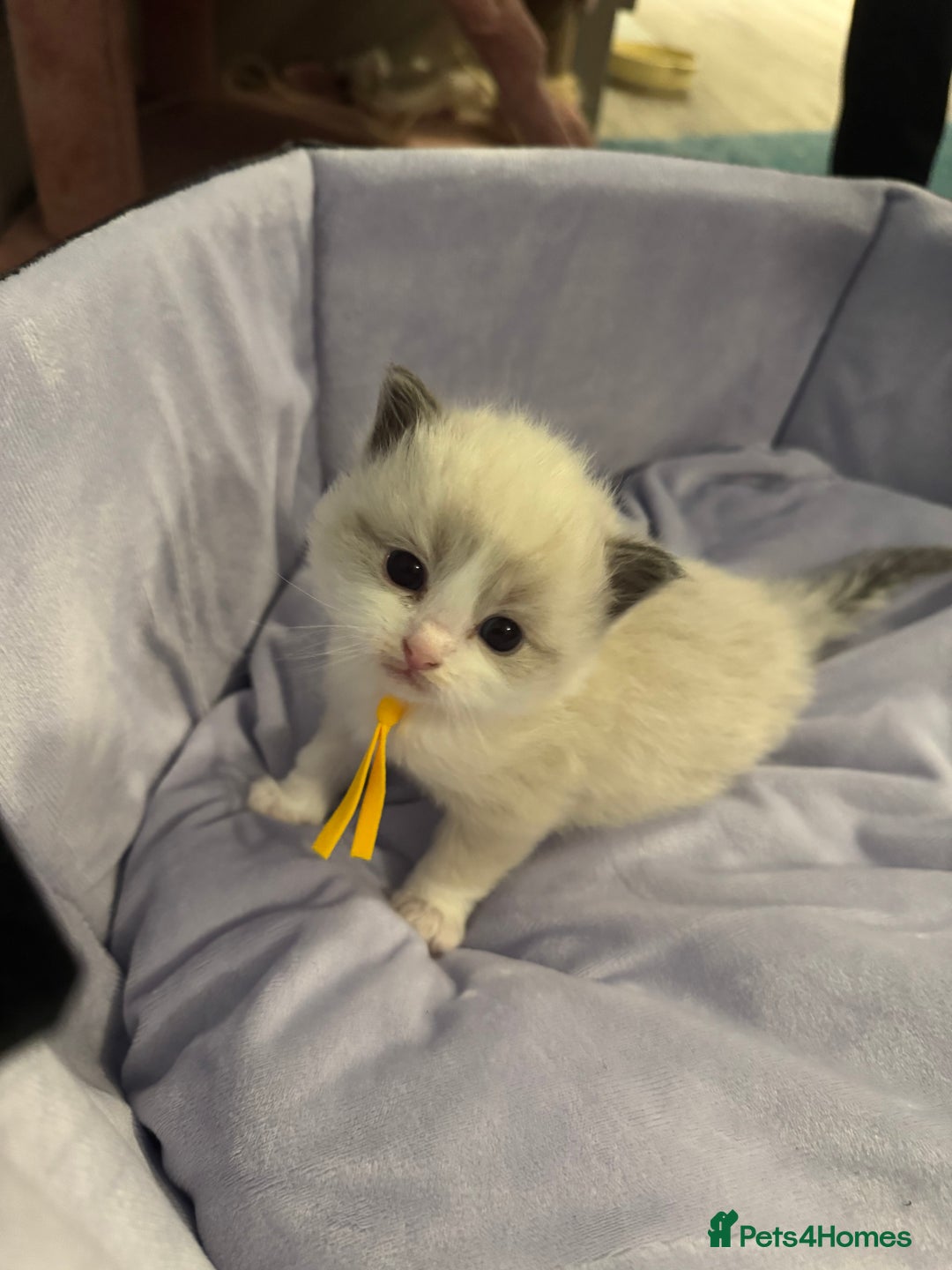 Ragdoll cats for sale: Three beautiful blue ragdoll kittens  - Image 12